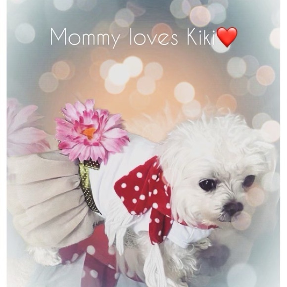 Maltese - Picture 3 of 16